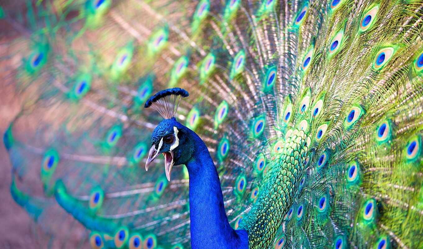песочница, птица, красивый, could, правда, павлина, peacock, ordinary, chernopleche