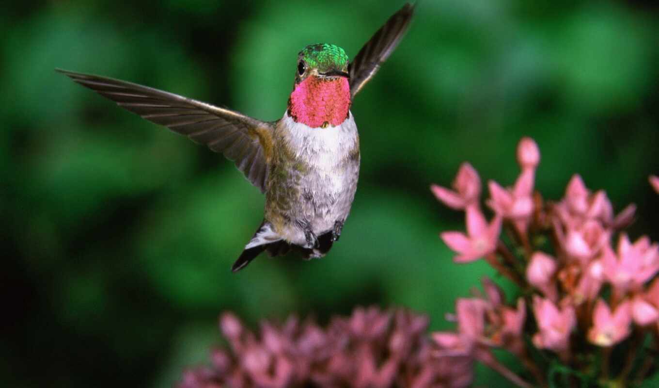 anfas, hummingbirds, big, birds