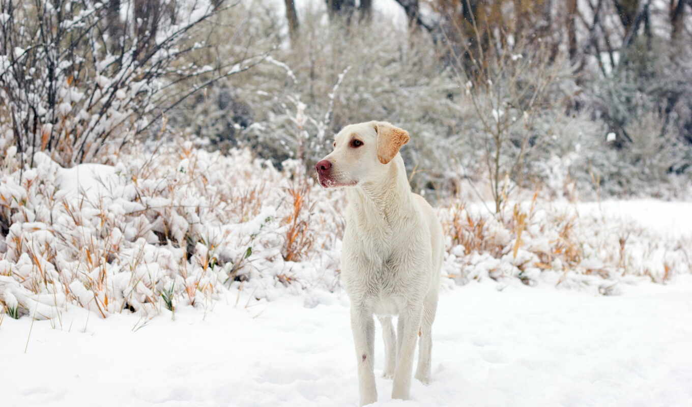 desktop, pictures, any, winter, dog, they, funny, dogs