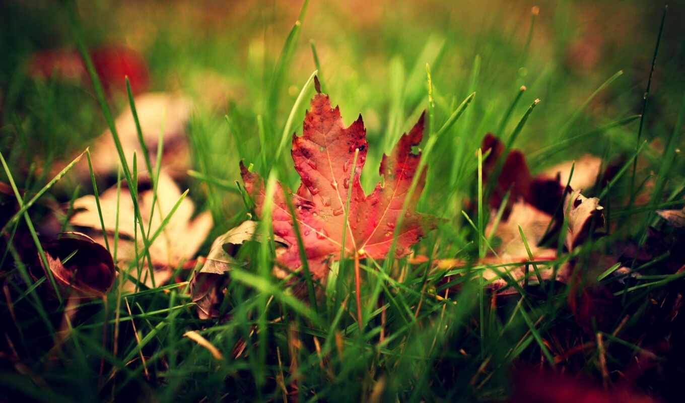 природа, лист, картинка, капли, макро, зелёный, трава, осень, листва, капельки