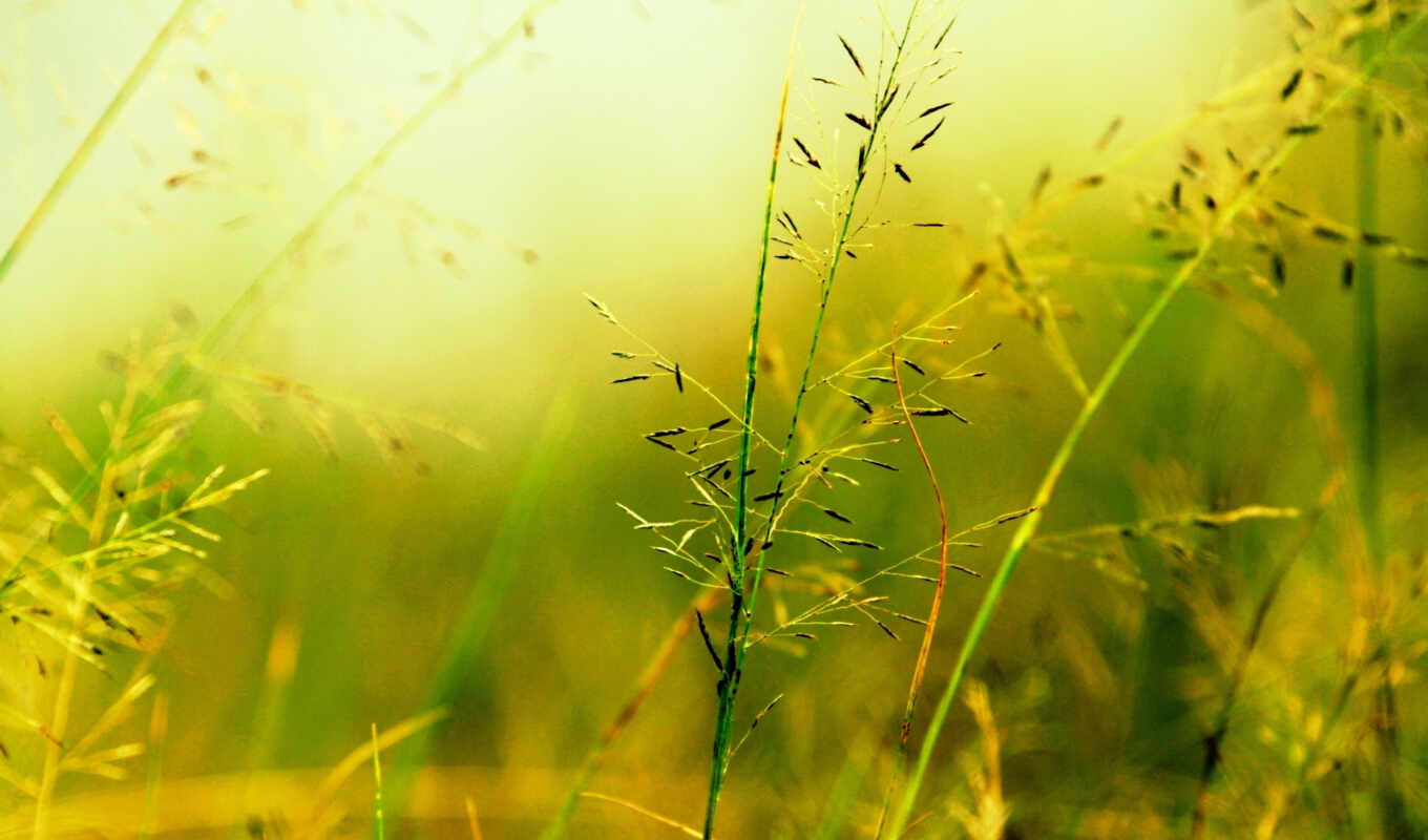 фон, экран, widescreen, трава, растительность, fon