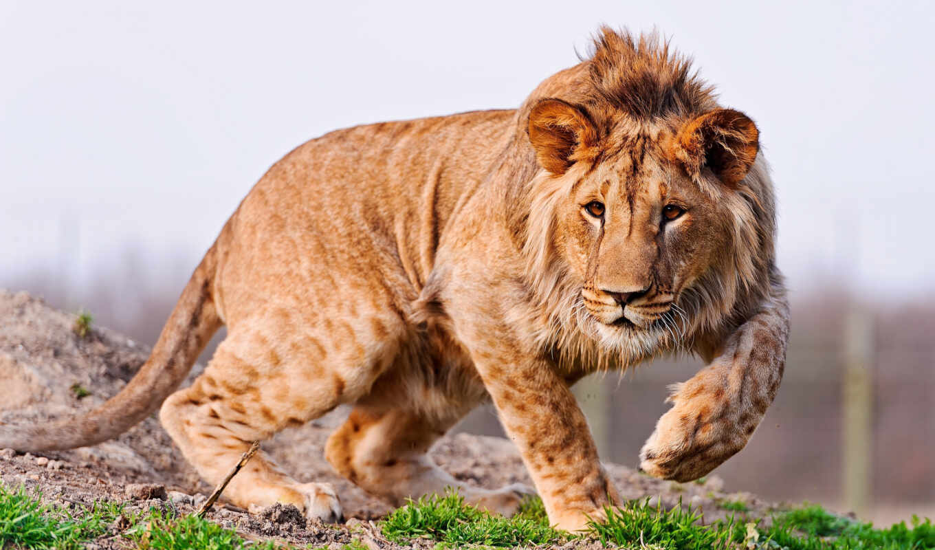 lion, животных