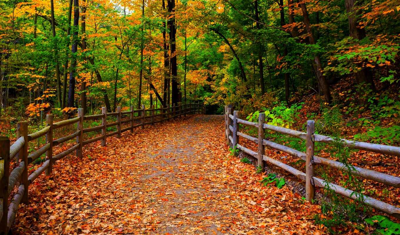 nature, leaves, road, autumn, park, trees, scenery, fence