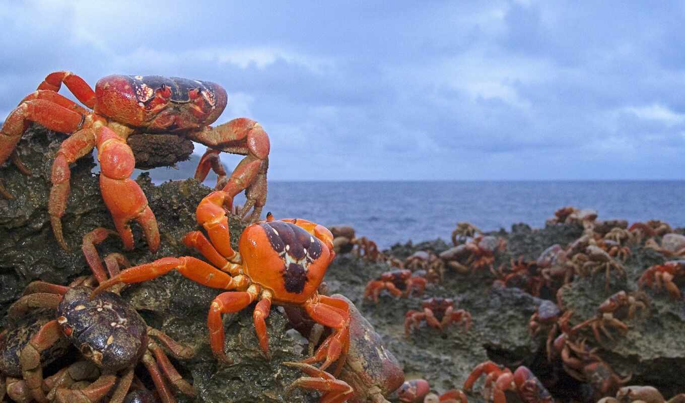 red, crab, catch