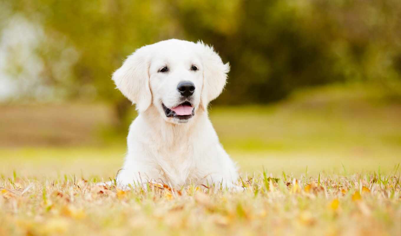white, собака, щенок, красивый, заставок