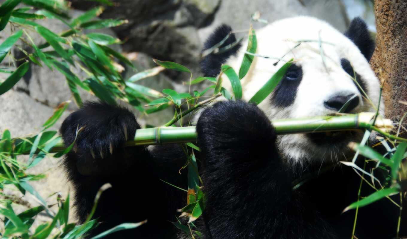 big, panda, bamboo