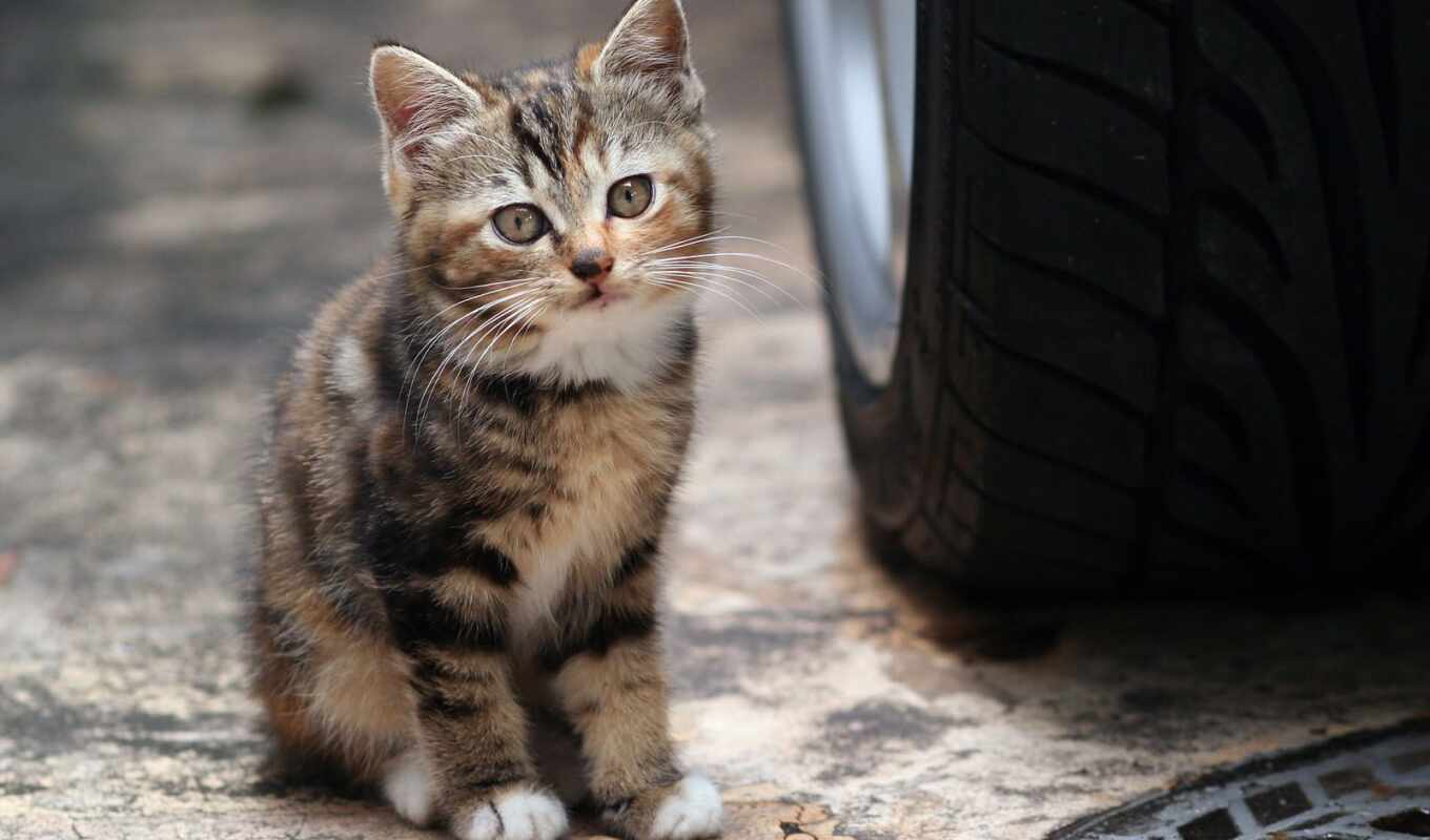 cat, car, kitty, animal, tire service