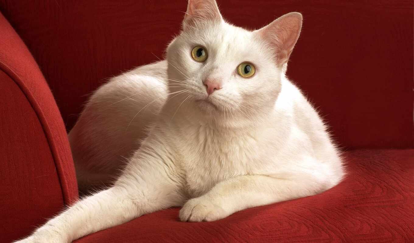 white, кот, порода, анатолийский, пик пксанатолийского