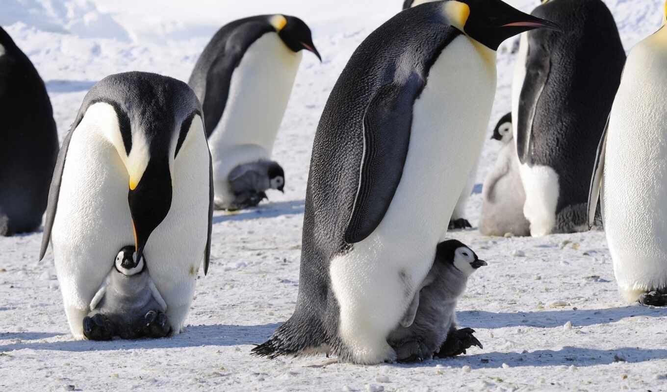 лед, снег, птица, animal, baby, пингвин, антарктида, emperor