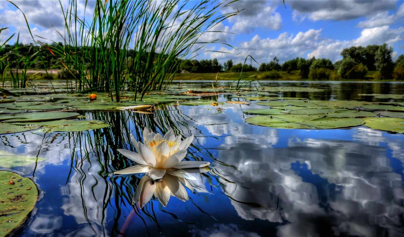 nature, flowers, water, pond, reflection, lily