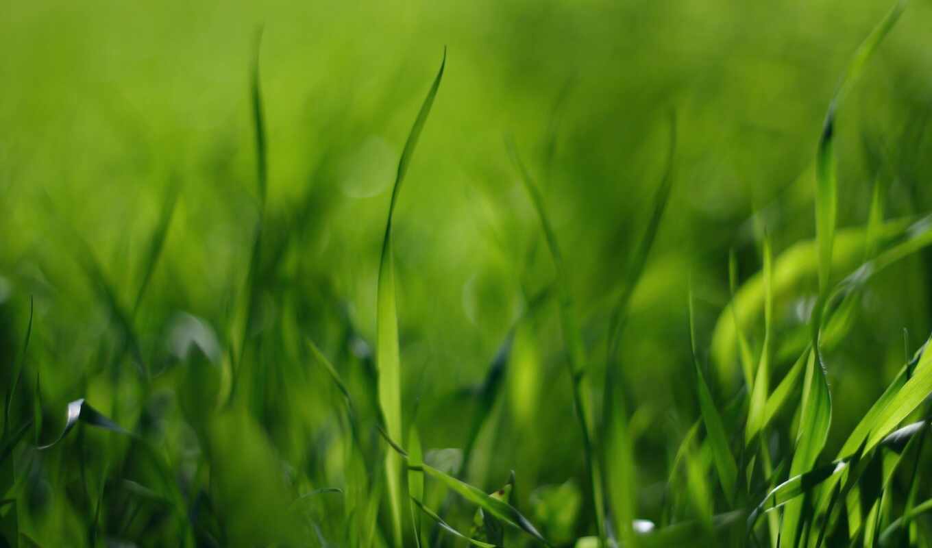 nature, page, grass, pictures, many, emerald