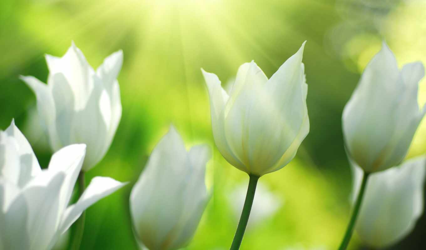 nature, flowers, large format, light, field, spring, tulips