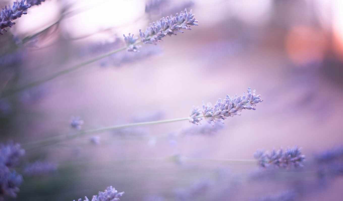цветы, сиреневые, lavender, размытость