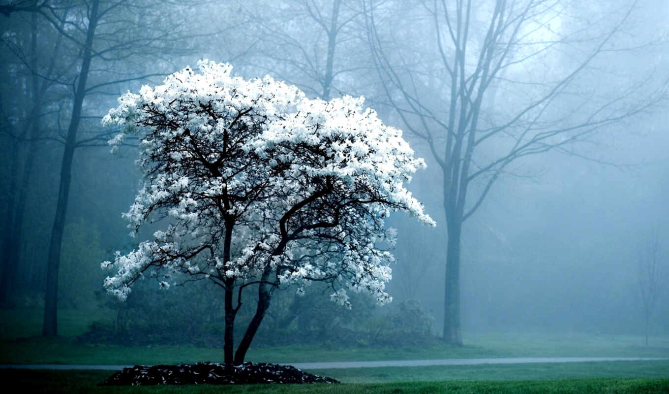 природа, телефон, дерево, весна, trees, туман, ветви