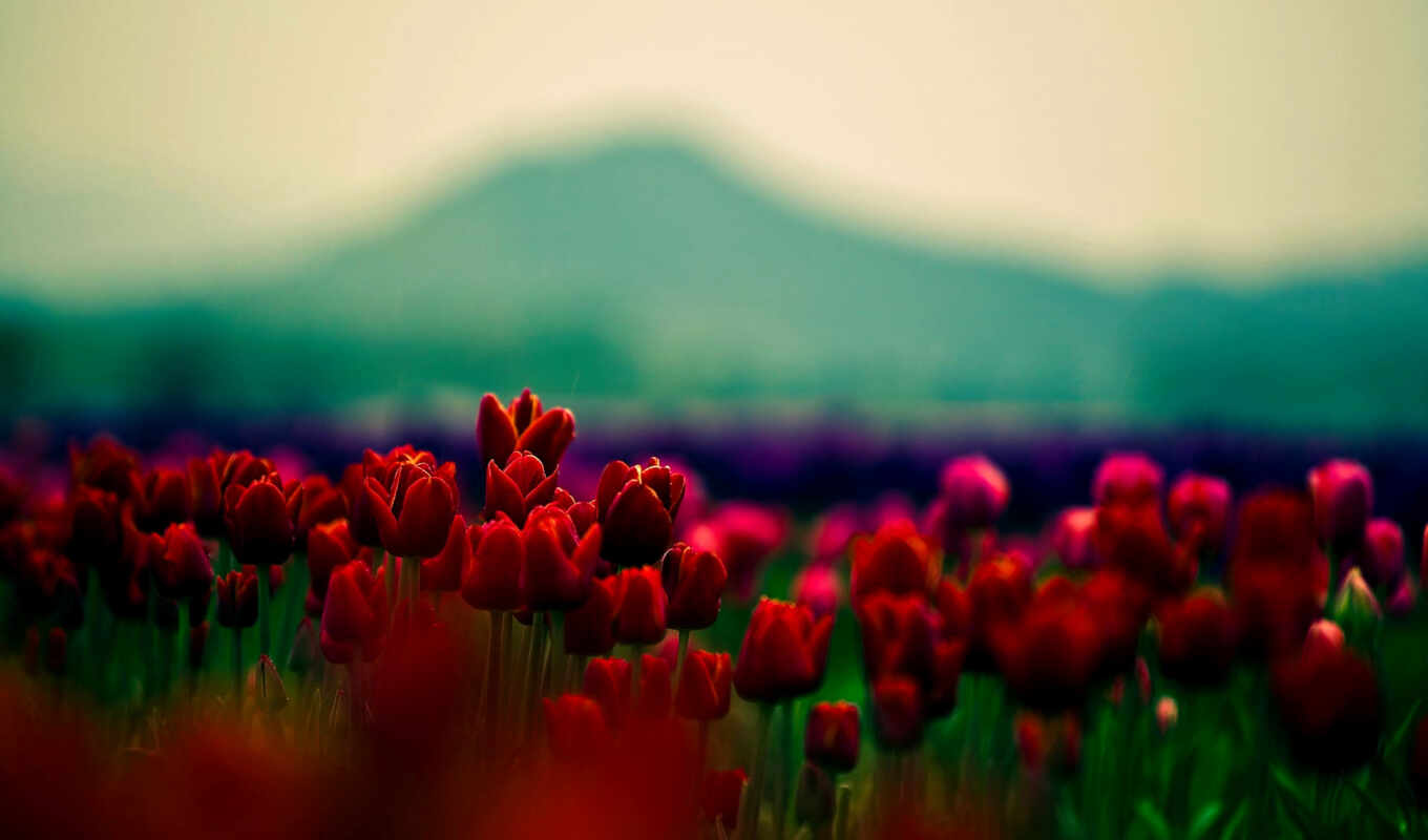 large format, picture, Red, flowers, beautiful, beauty, tulips, cvety, trick, widescreen, petals