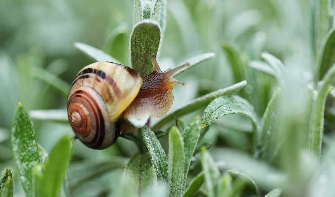 макро, fondos, shell, snail, imágenes