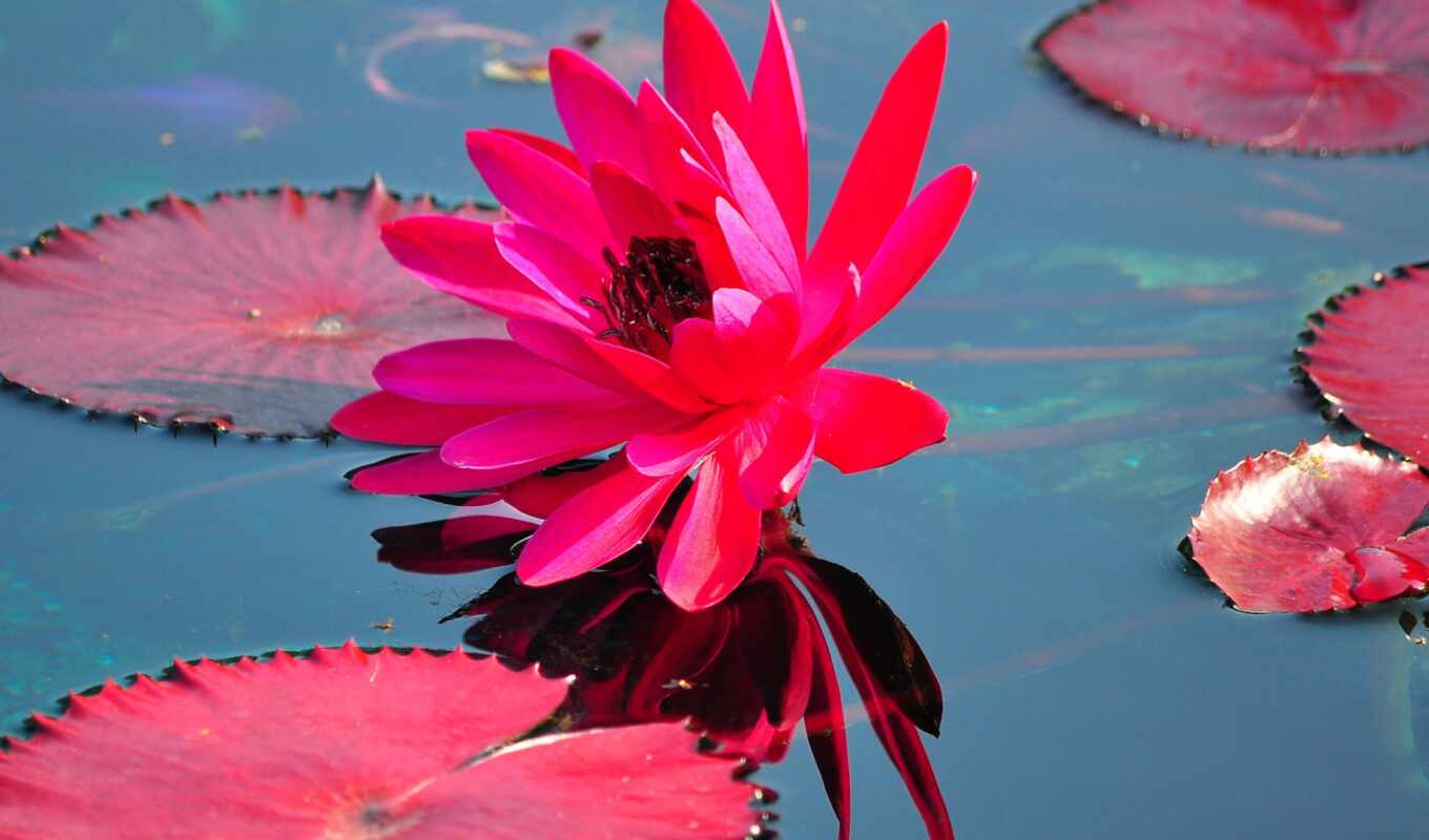 copyright, red, water, print, pond, beautiful, poster, lily, amazon, leaf