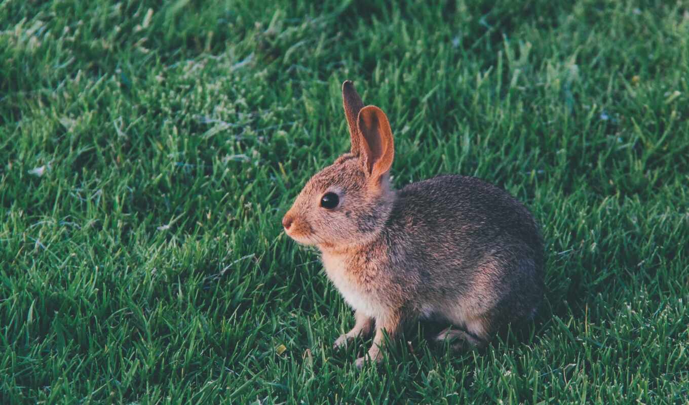 rabbit, indoors, outdoors, domestic, To know, bunny, shall