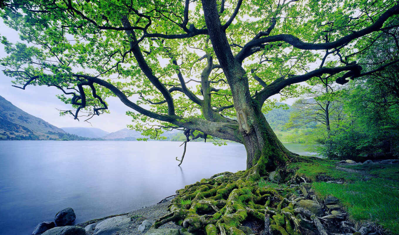 lake, nature, tree, water, interesting, one, fact, root, zenun