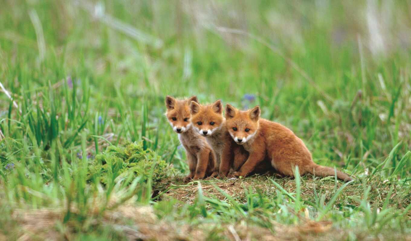 red, cute, fox, animal