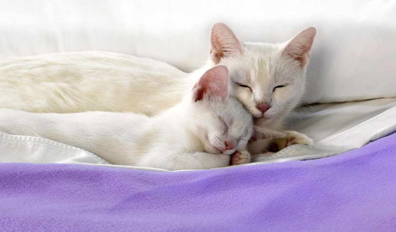 a blanket, couple, cat, sleep, animal