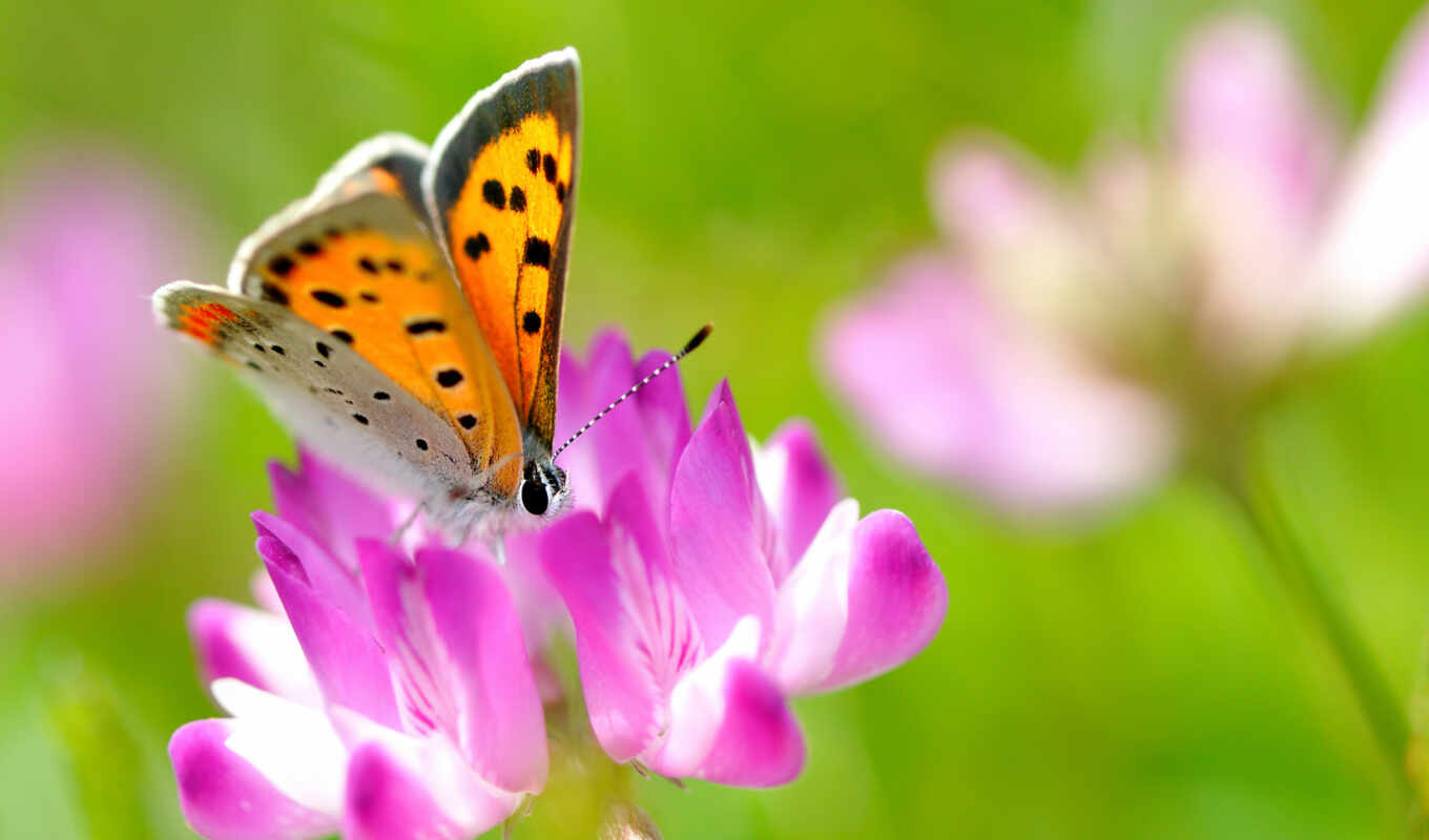 leto, priroda, цветок, насекомое, бабочка, клевер