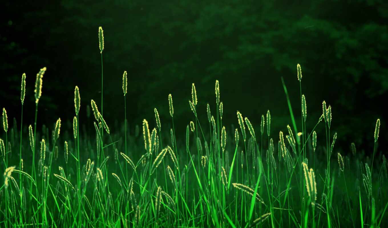 nature, light, grass, forest, field, morning, rays, spikelets, freshness, ears of corn