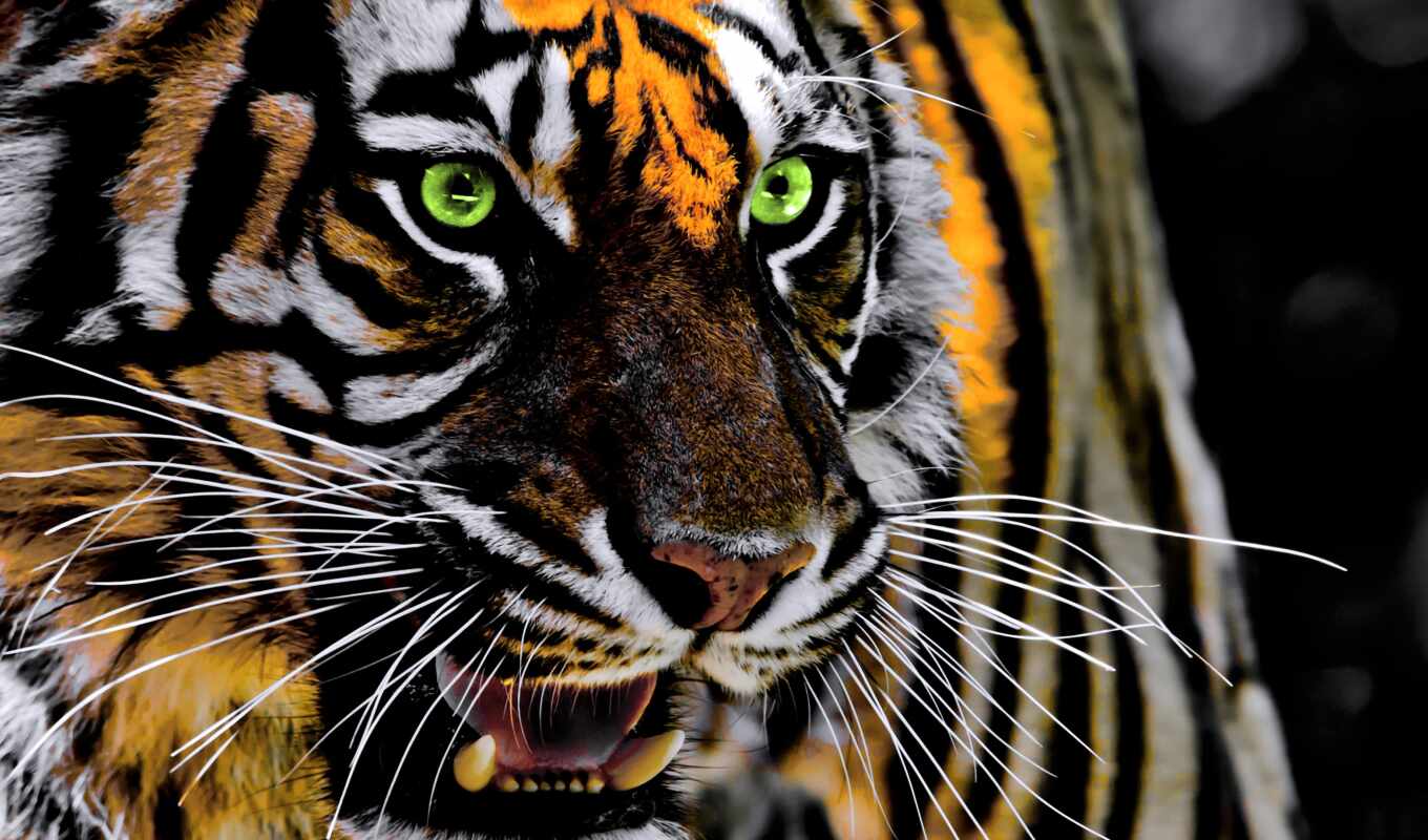 тигр, морда, усы, млекопитающее, felidae, наземное животное, живая природа, позвоночное животное, бенгальский тигр, Амурский тигр
