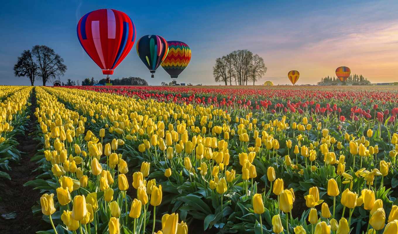 good, flowers, air, stock, ball, ten, tulip, weed, holland