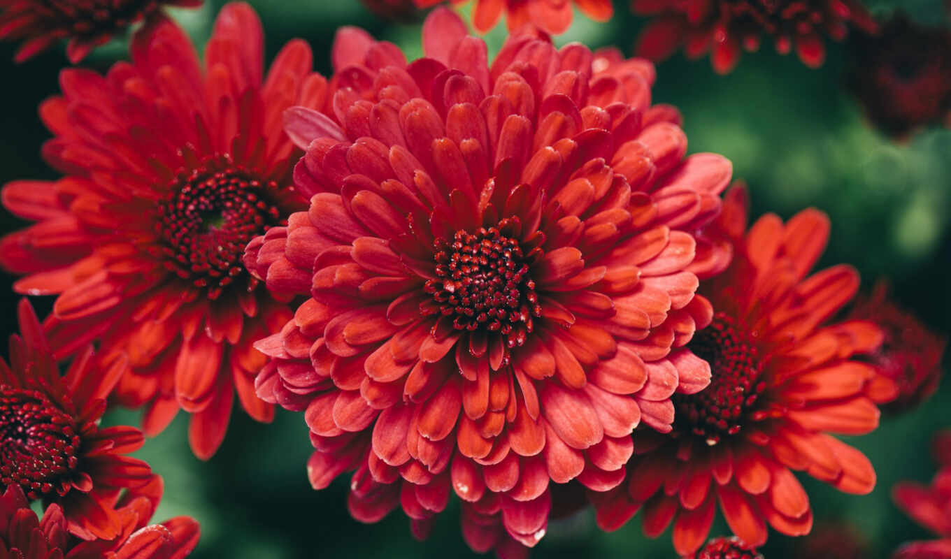 цветы, красное, красивый, chrysanthemum
