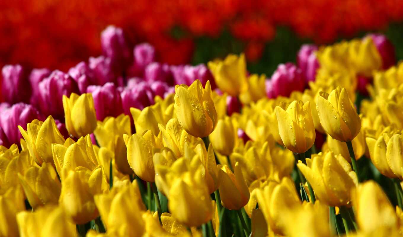 цветы, san, height, garden, весна, тюльпан, fleur, коня, tulipe, клемент