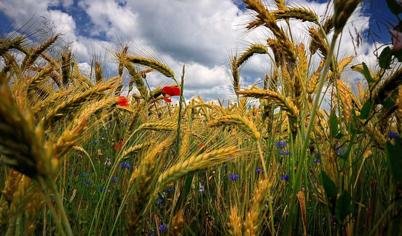 цветы, поле, june, день, растение, crop, василек