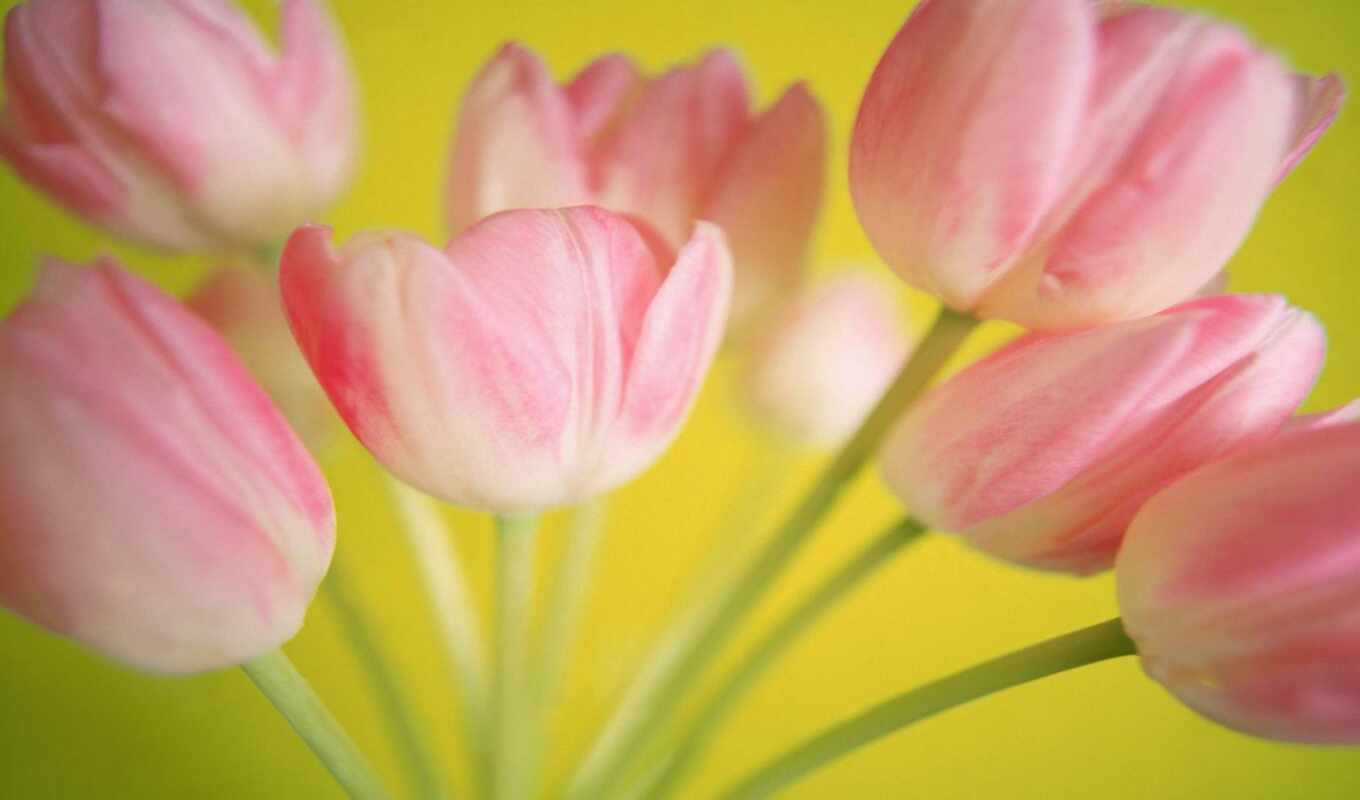 flowers, pink, tulip