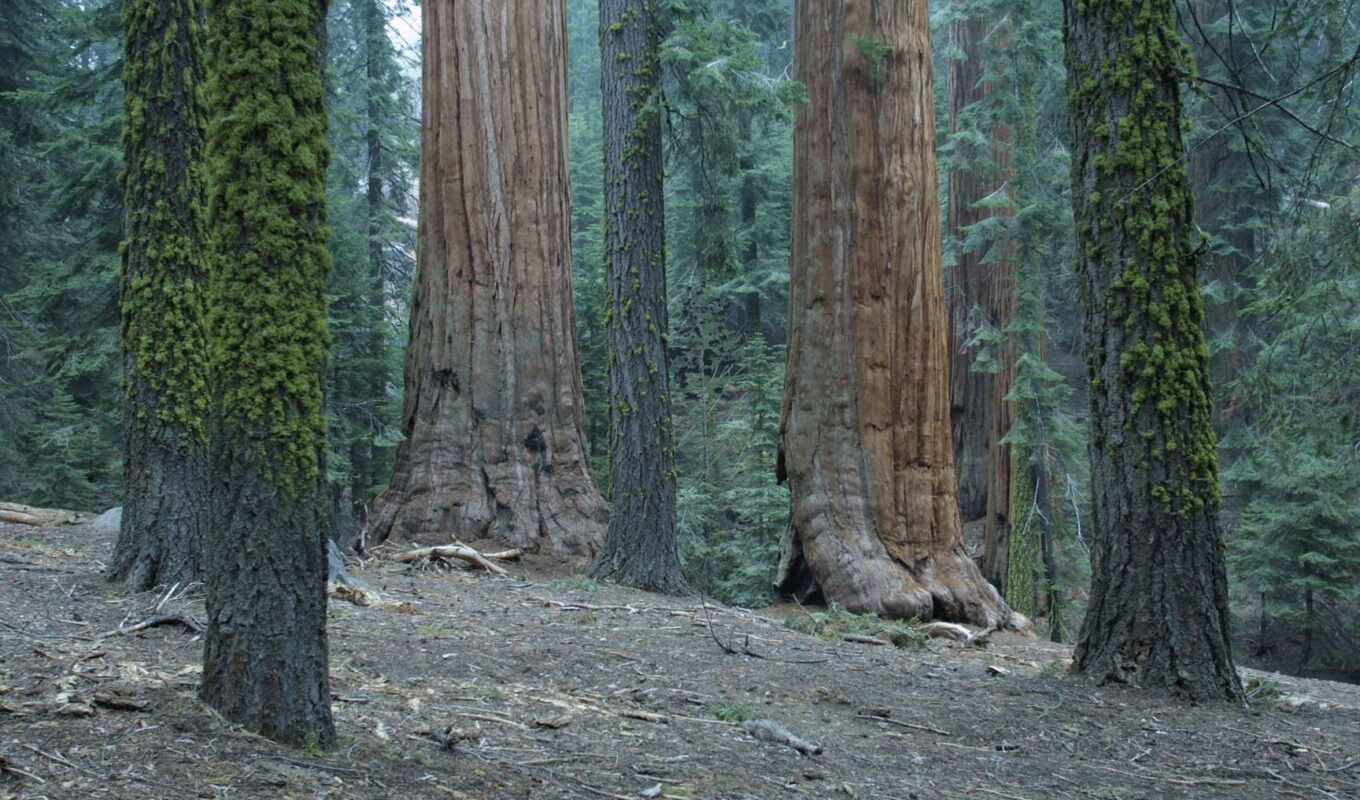 лес, california, usa, park, national, гигант, секвойя