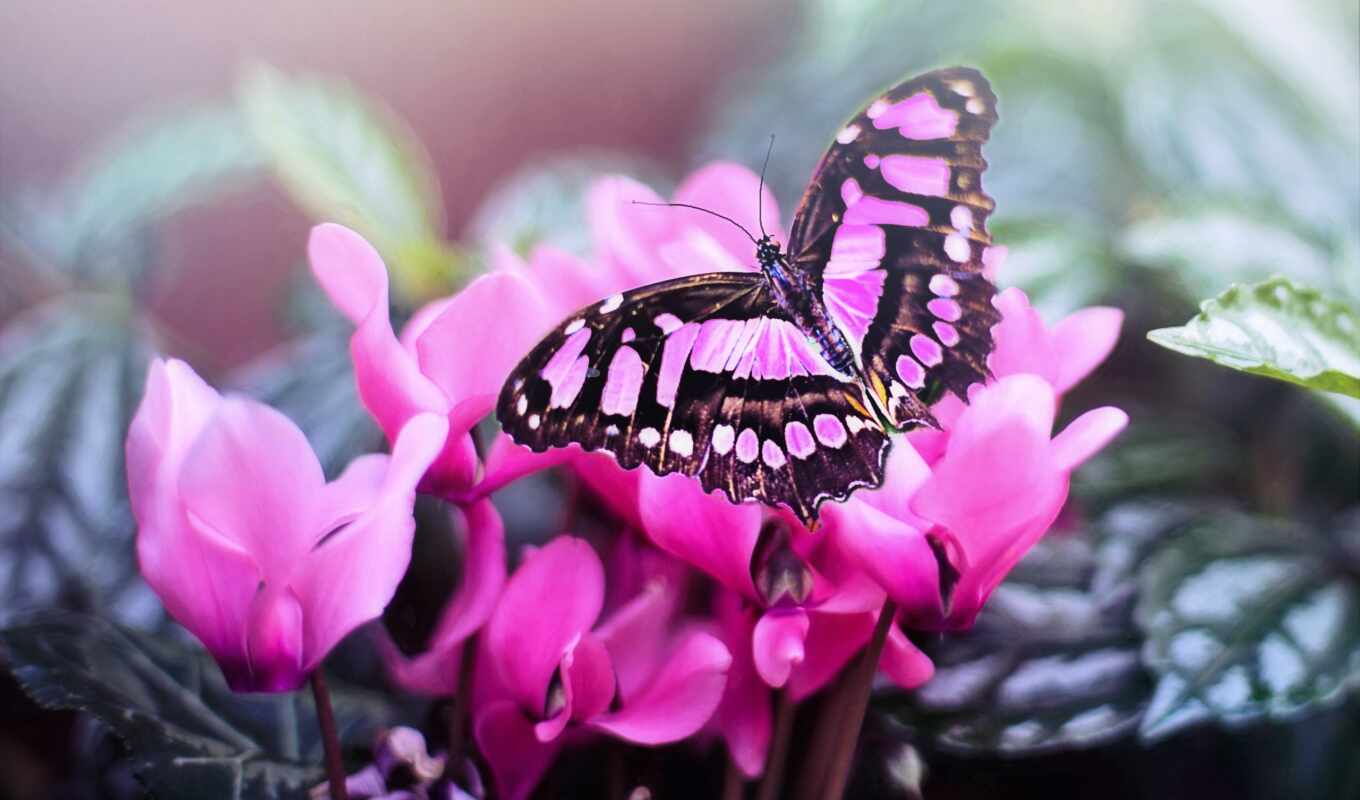 photos, paintings, display images, pink, free, mariposa, butterfly, image, pixabay, borboleta