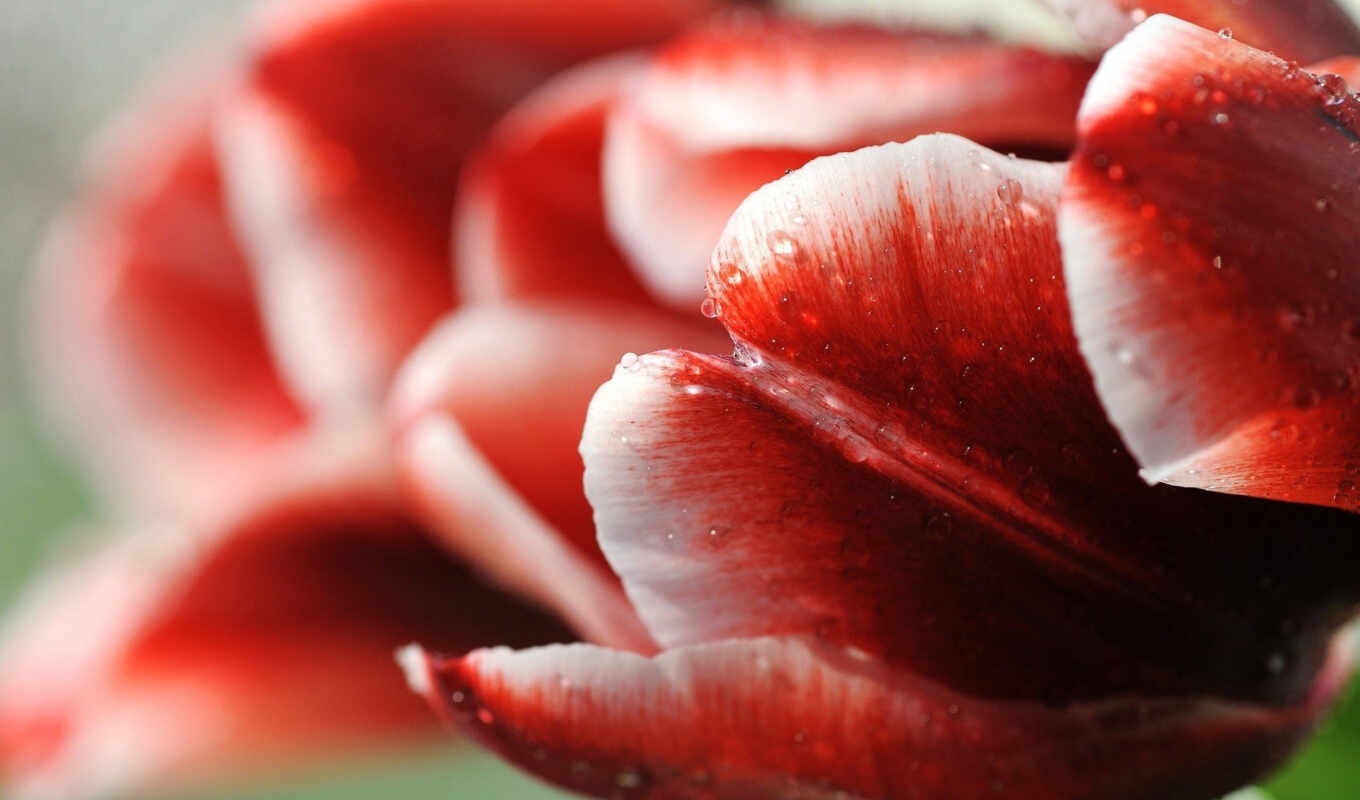 red, flower, petal, macro photography, tulip, garden roses