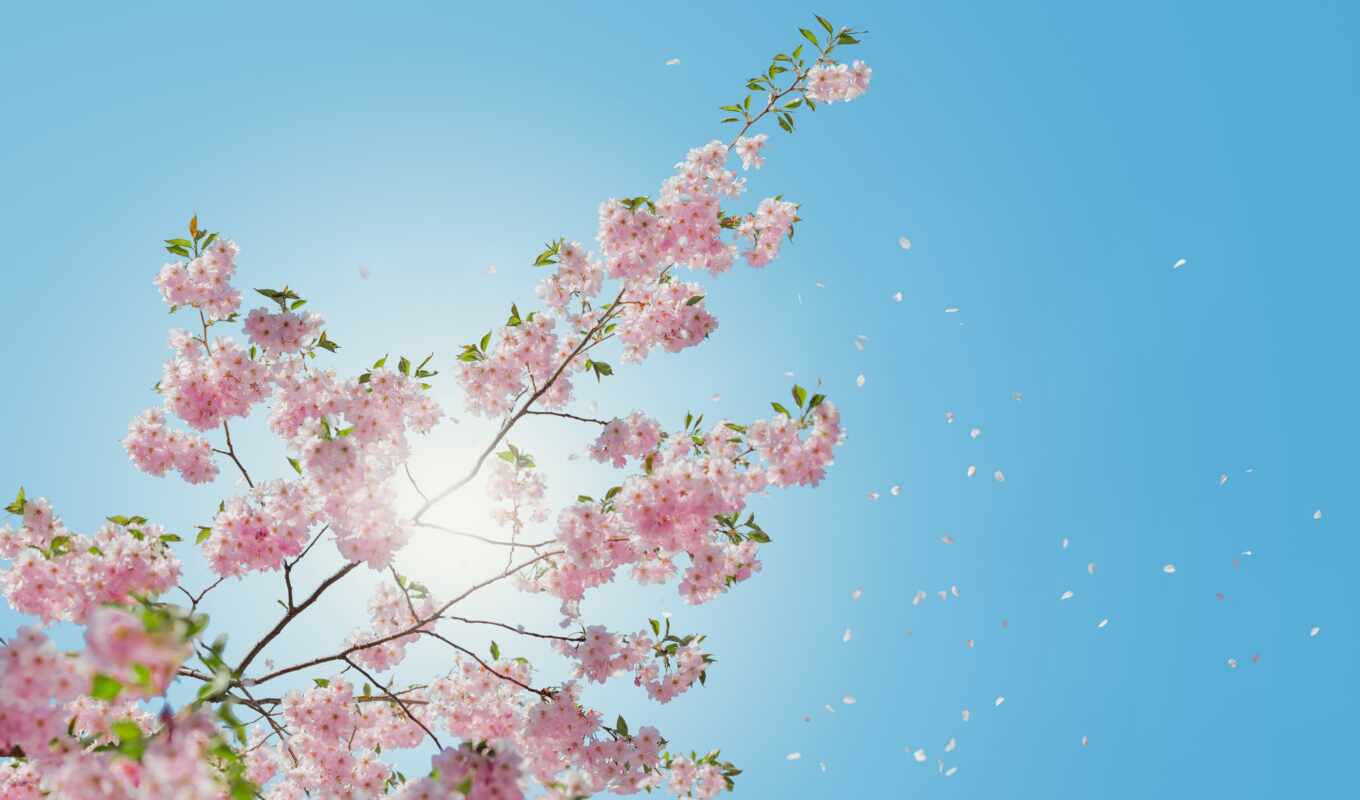 фото, цветы, лепестки, april, ukraine, cherry, весна, цветение, happy, bloom