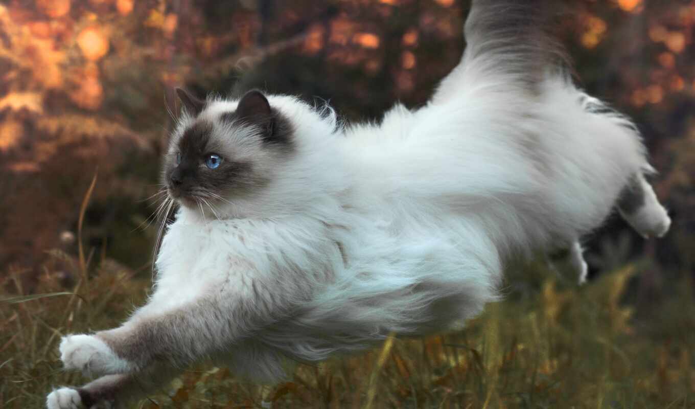 blue, white, кот, cute, осень, animal, even, run, пушистый, сиамский, отклонение