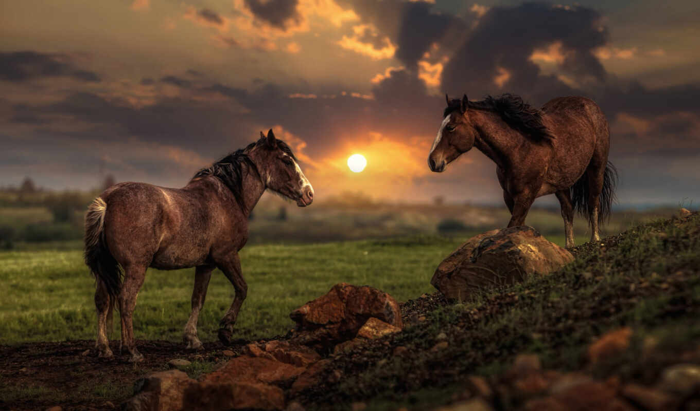 horse, sunset