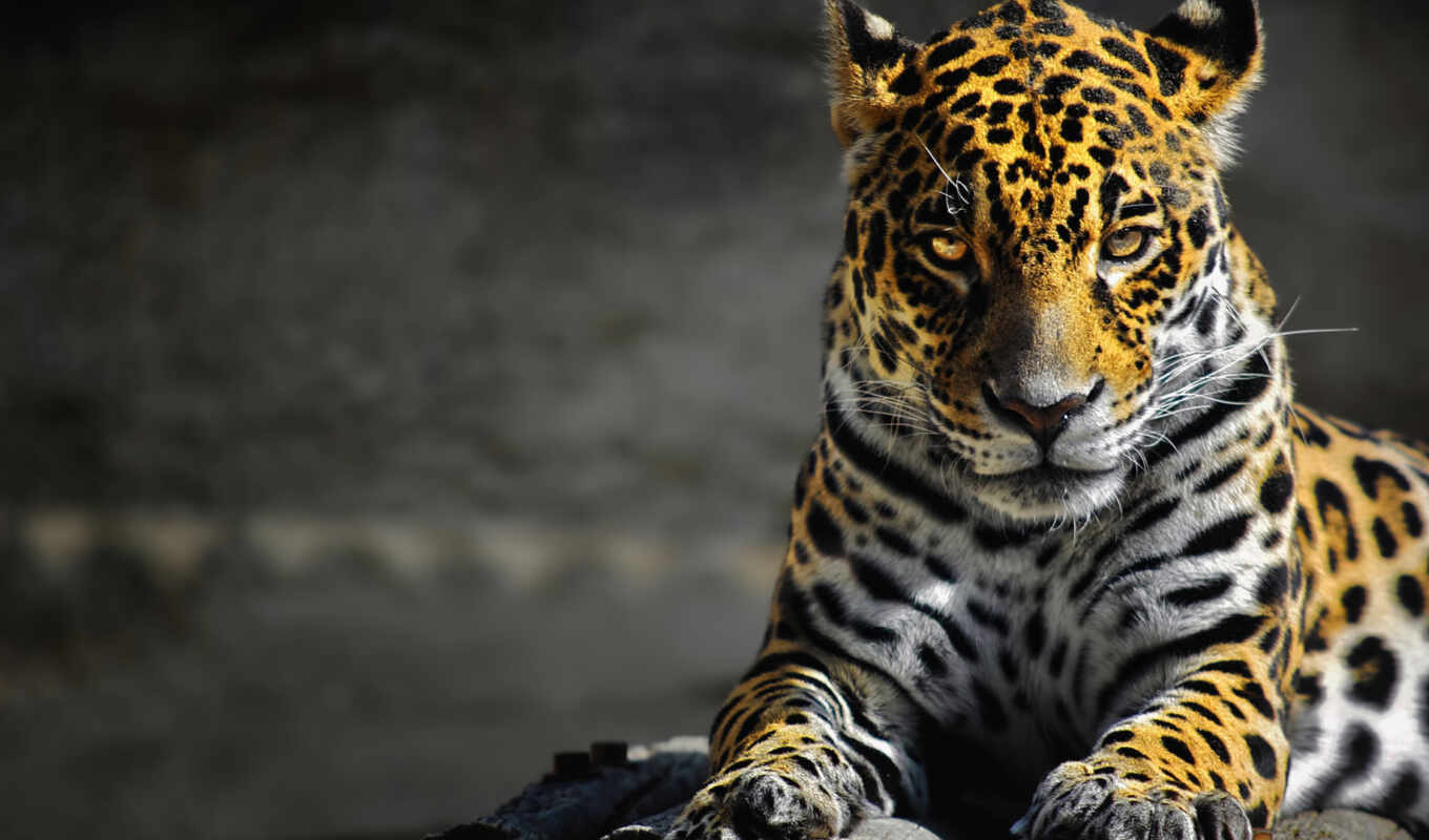 cat, big, animals, leopard, tiger, animal, jaguar, fauna, a mammal, sideburns