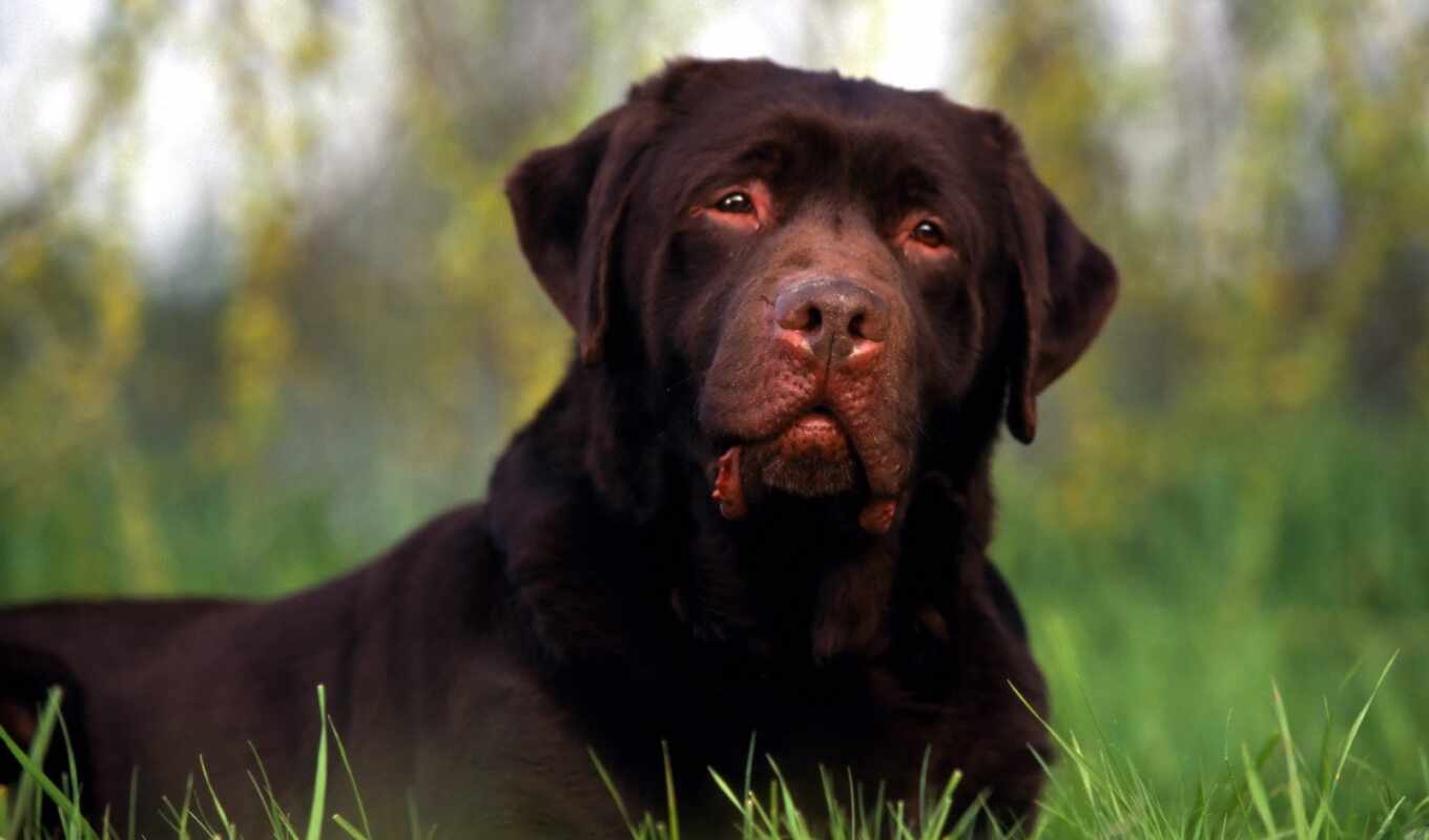 собака, labrador, retriever, castro