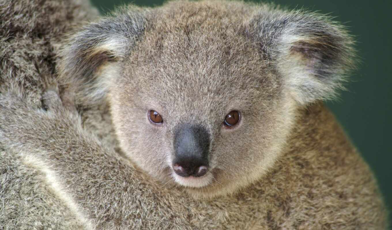 desktop, background, red, eyes, bear, koala