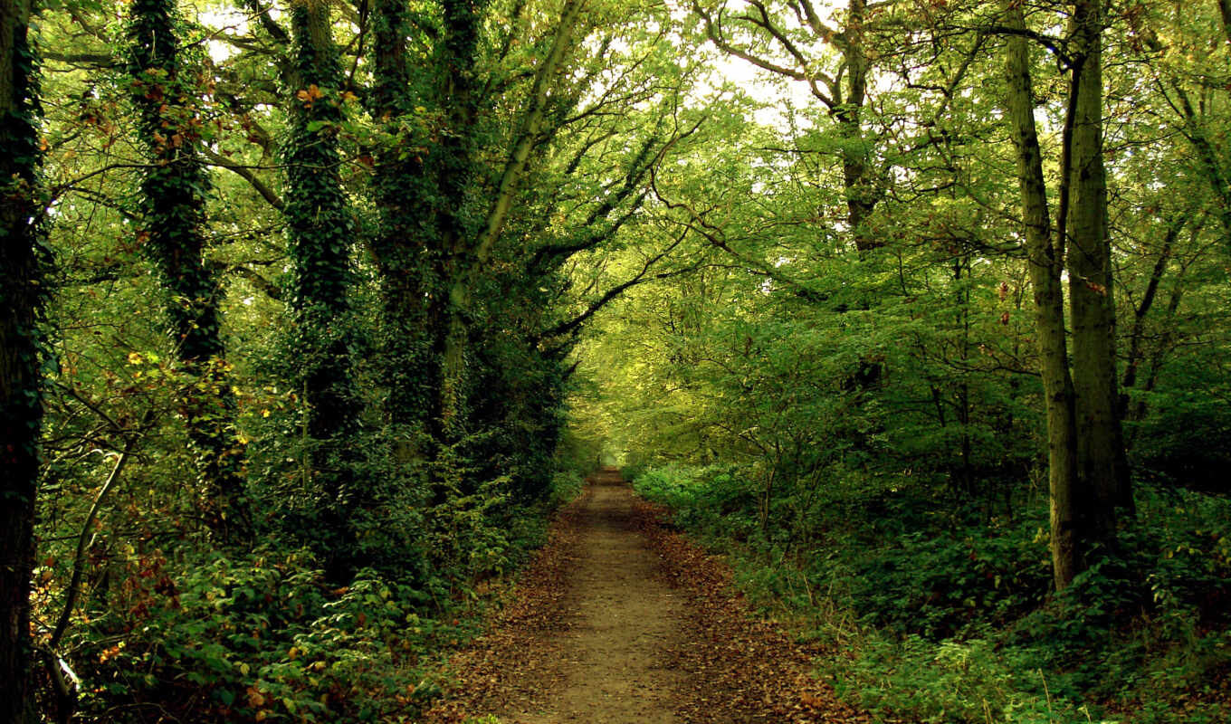 nature, forest, road, forest, path, tree
