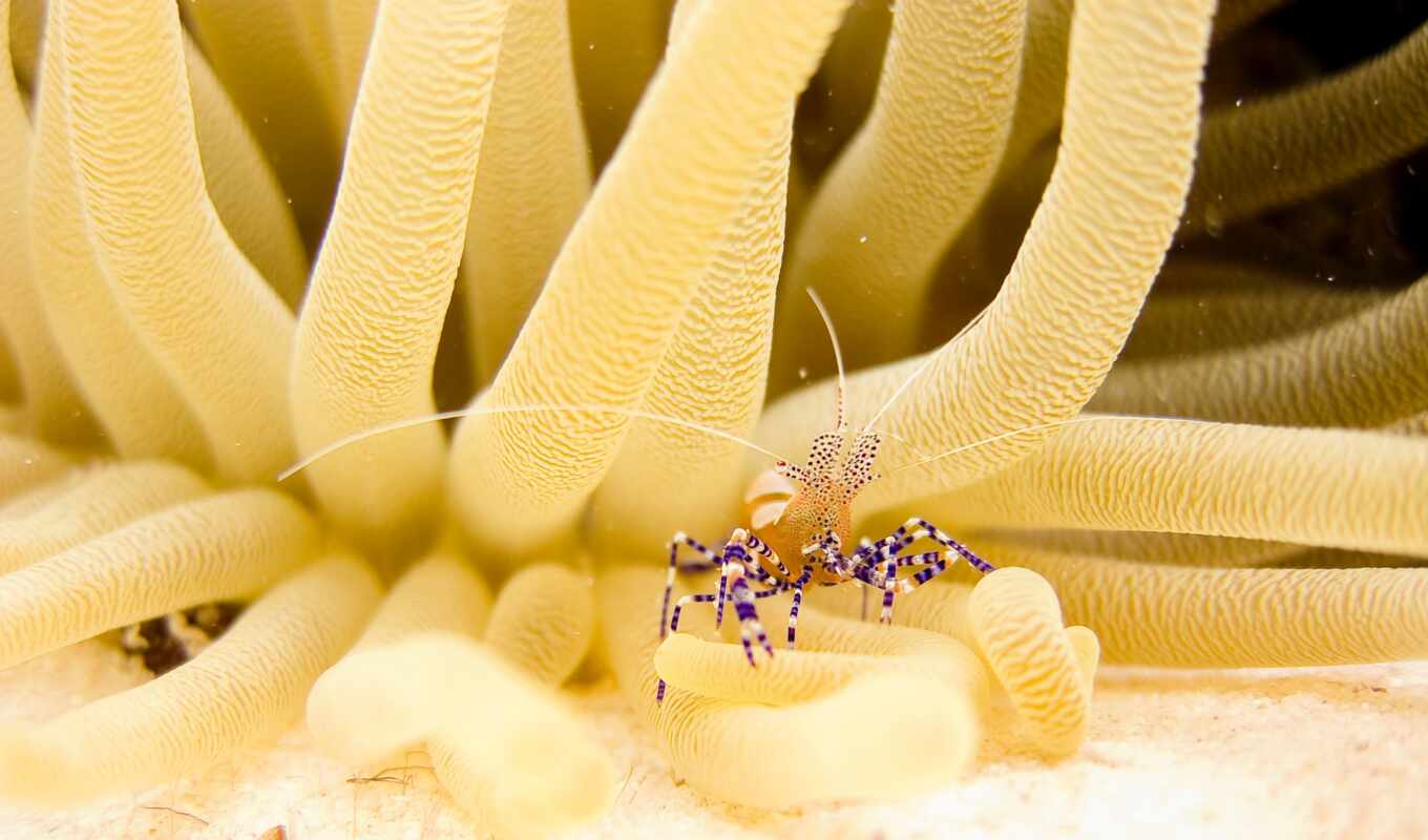 море, макросъемка, риф, желтый, организм, подводная фотография, underwater diving