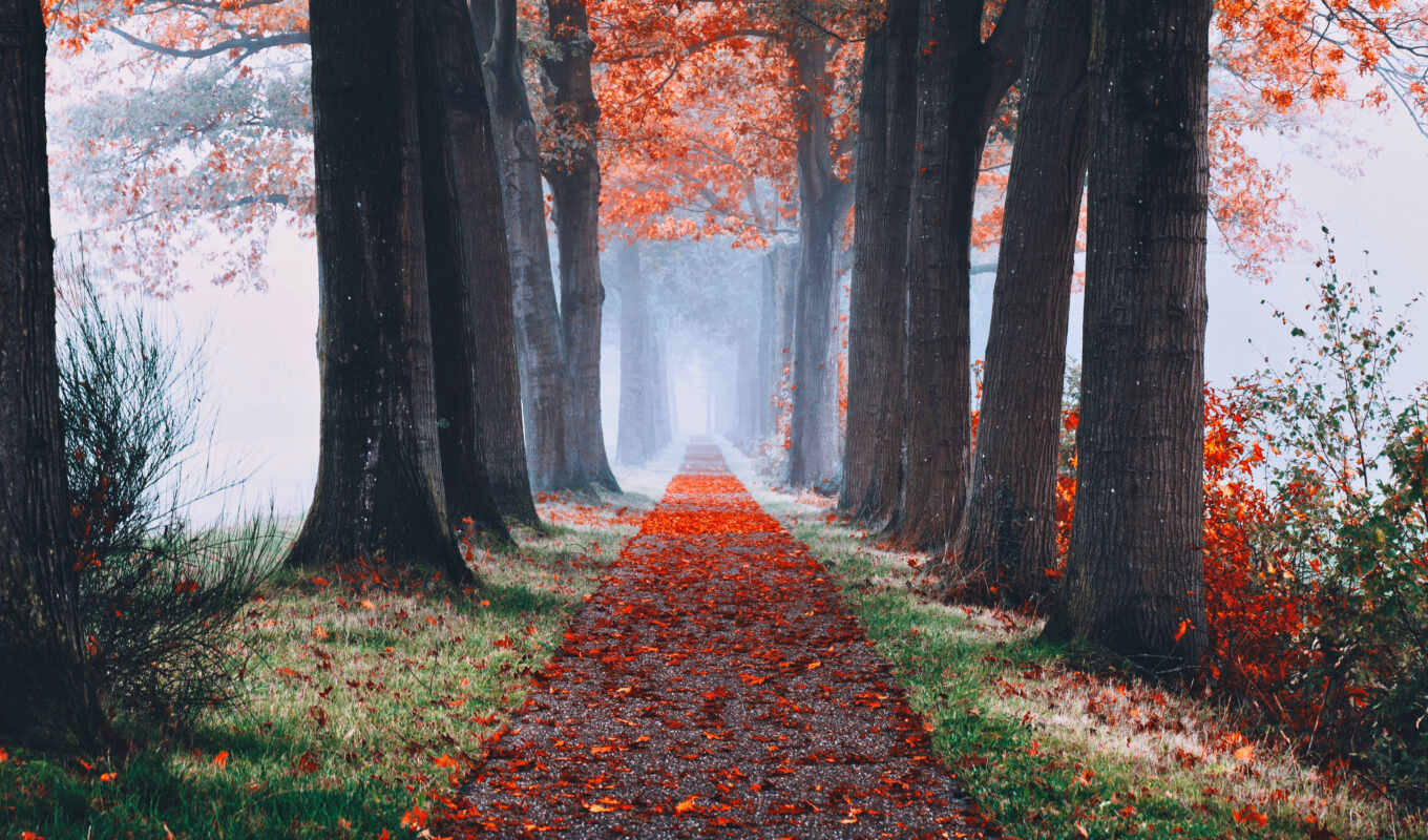 trees, autumn, alley, permission