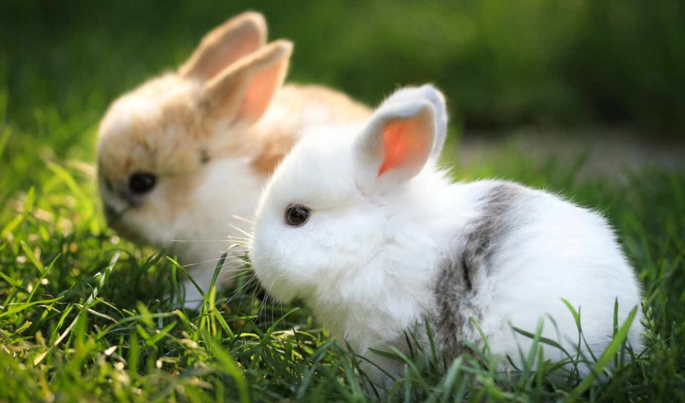 фото, картинка, трава, animal, кролик, заяц, красивый, мех, steam, available, makryi