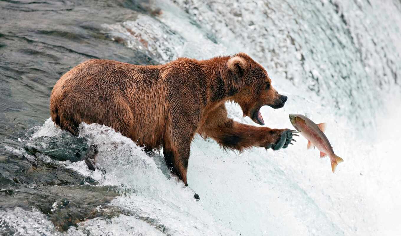 медведь, fish, catch, напоминаемые