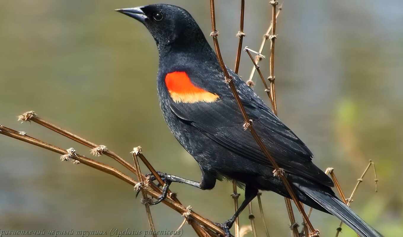 red, bird, wing, blackbird
