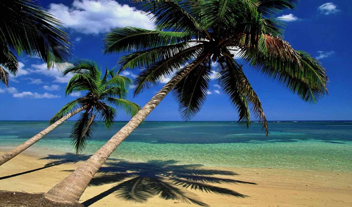 дерево, пляж, palm, sr