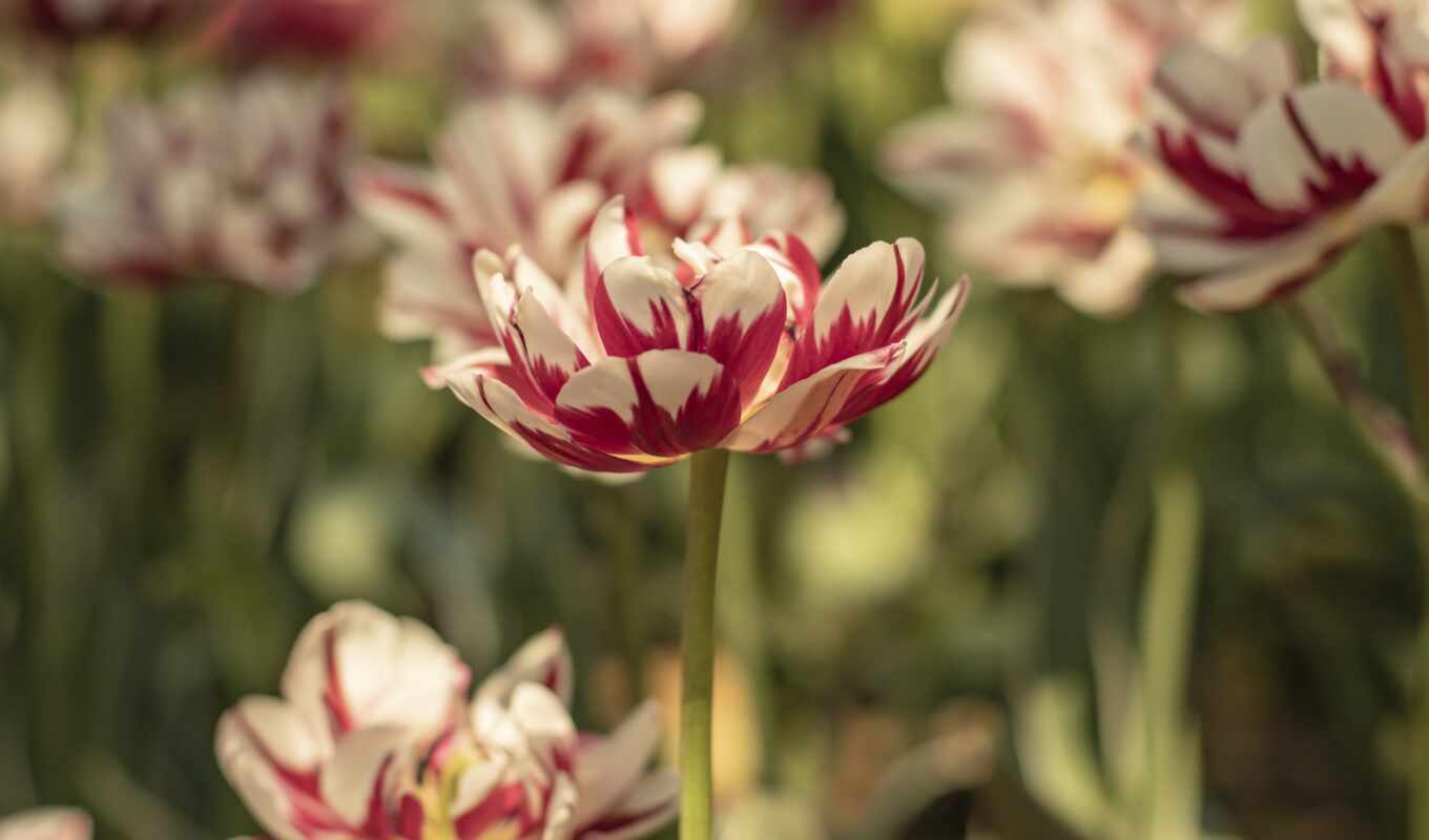 field, tulip, besplatnooboi